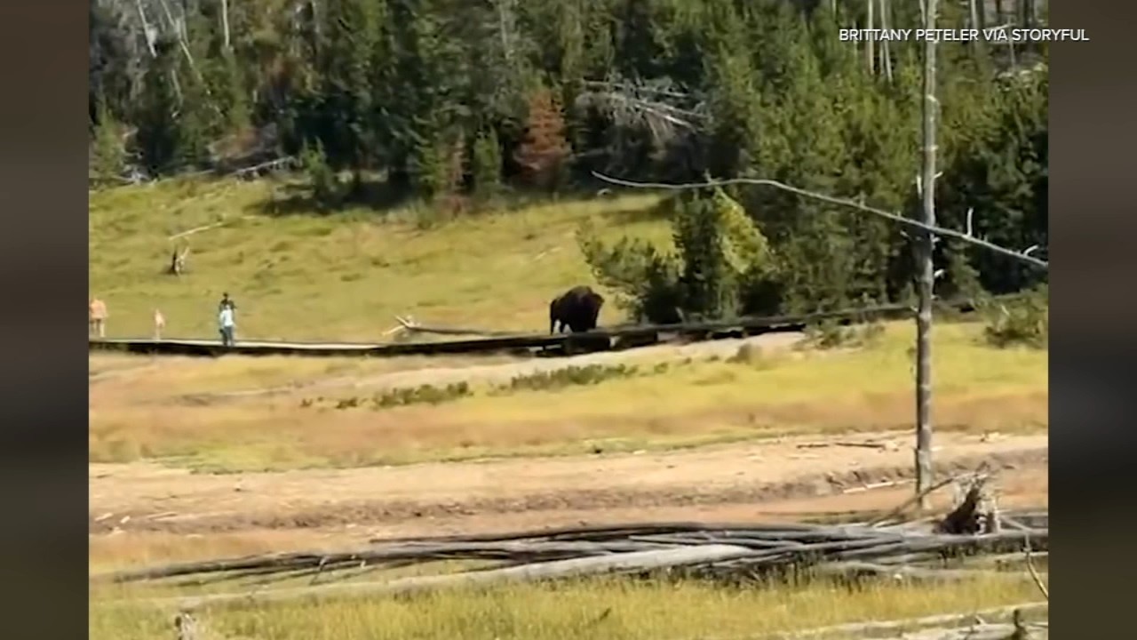 Idiots get too close to Bison, child could have been killed — Here’s the video.